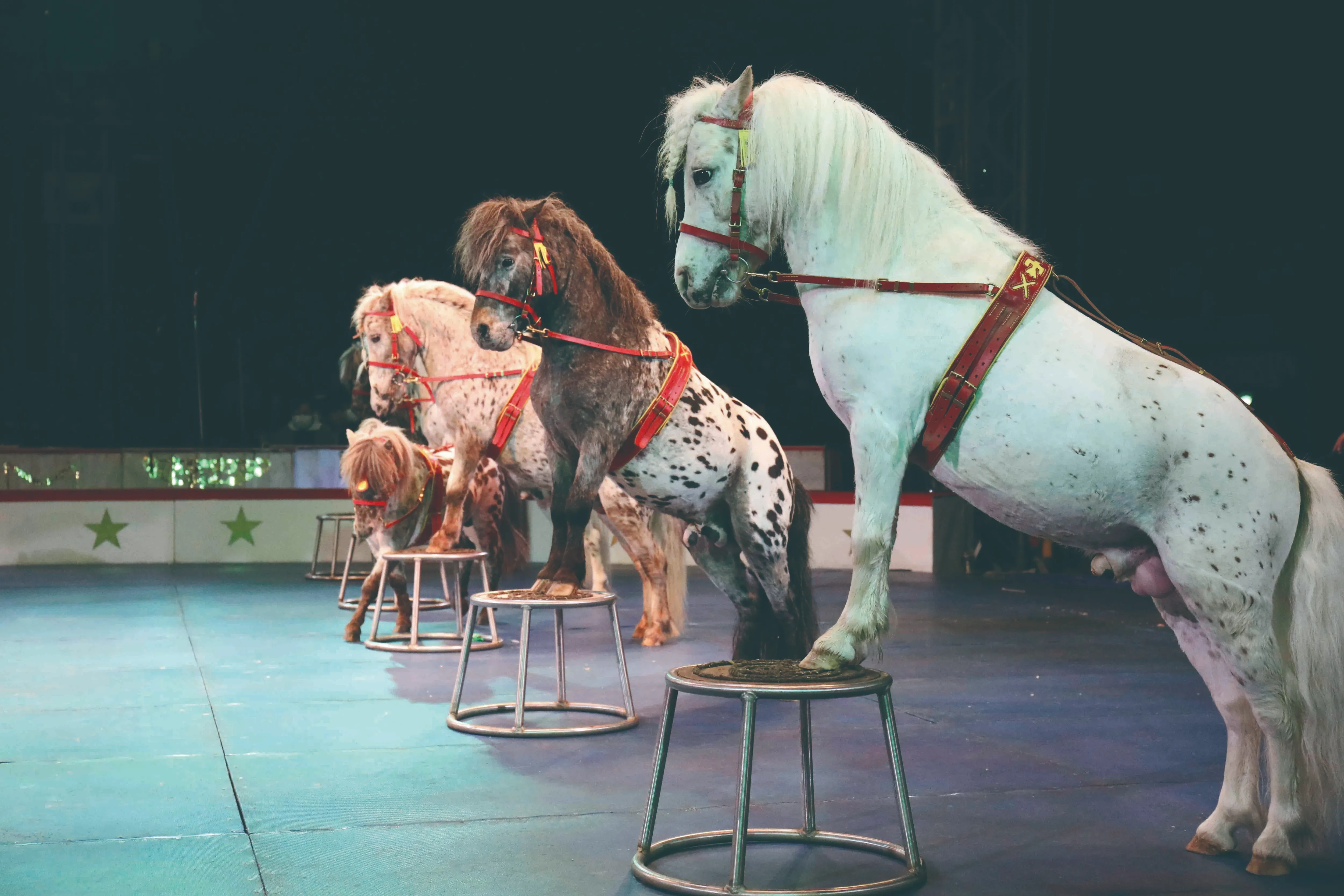 木下大サーカス