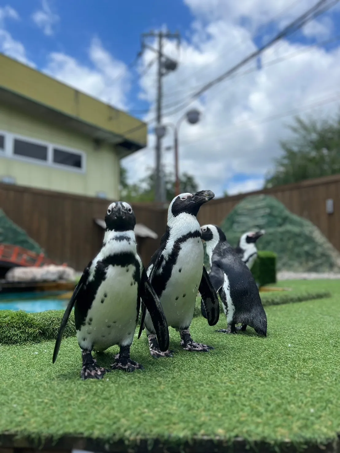 ペンギン