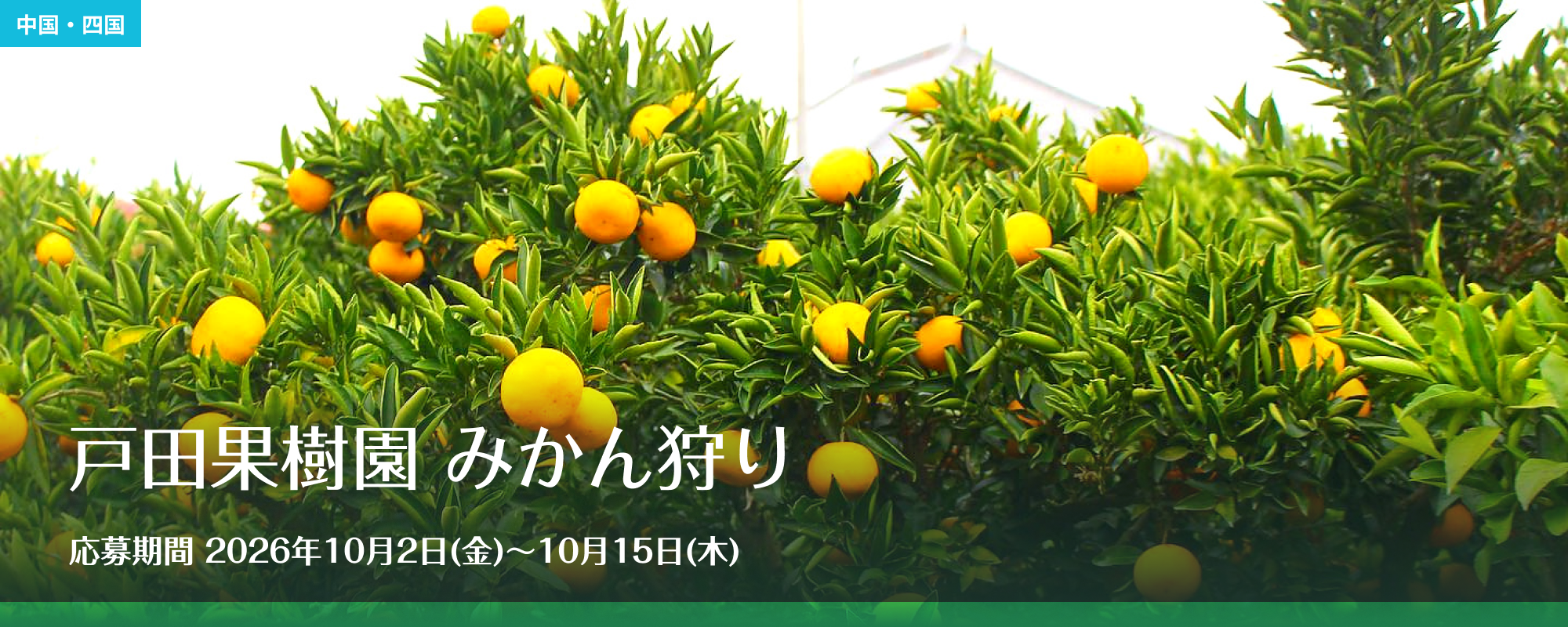 戸田果樹園 みかん狩り